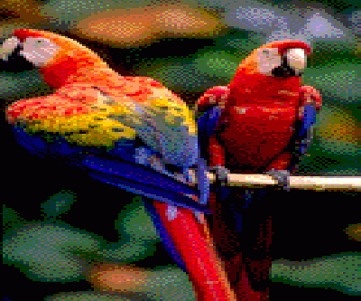 0104-a--birdparrots